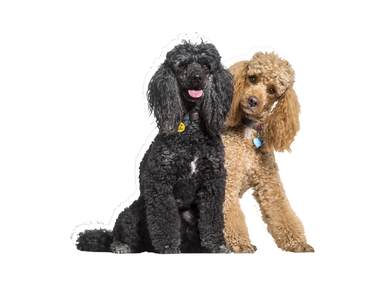 Poodle Rehoming Rescue Dog Dogs Trust